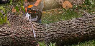 Best Aeration Services  in Downers Grove, IL