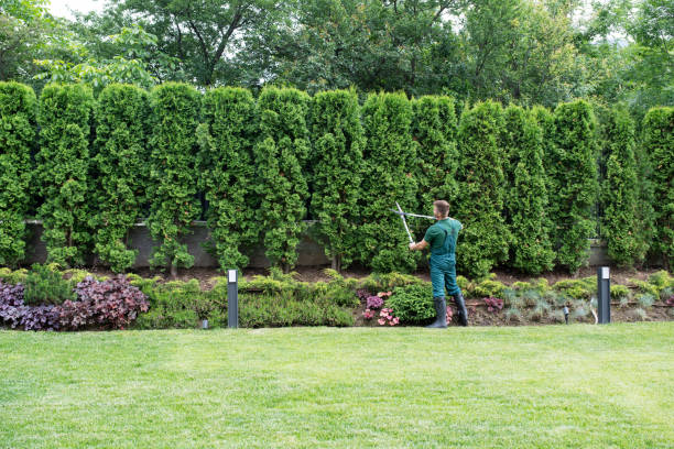 How Our Tree Care Process Works  in  Downers Grove, IL