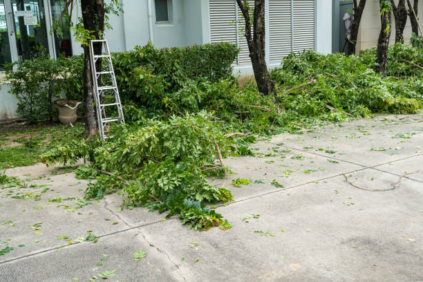 Reliable Downers Grove, IL Tree Services Solutions